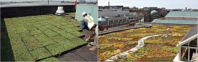 Green Roof