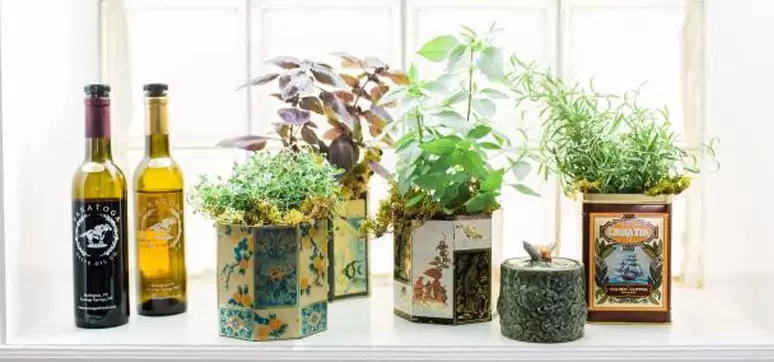 grow-your-own-herbs