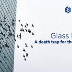 Glass Facades- A death trap for the aerial beings