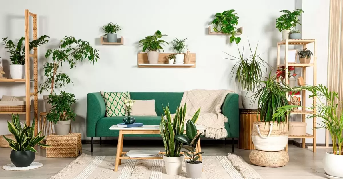 Add Indoor Plants For Freshness